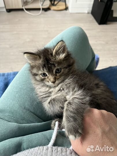 Котенок мальчик бесплатно