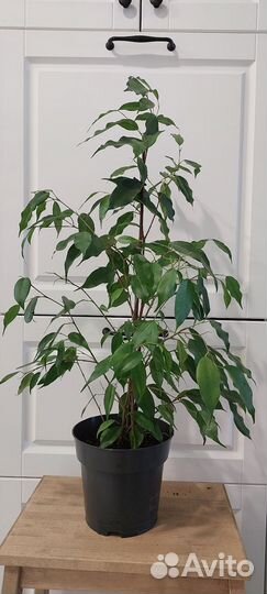 Фикус Экзотика