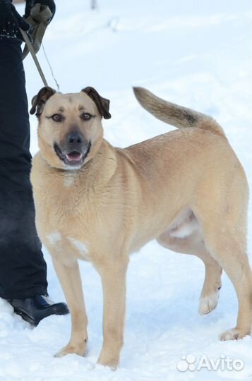 Красавчик Джой ищет хозяина