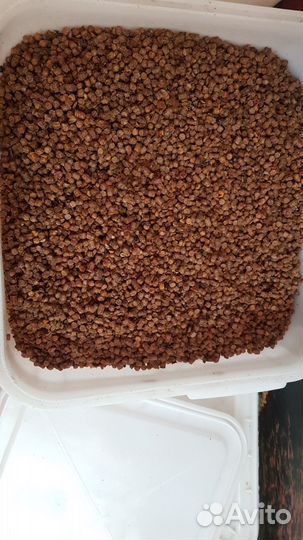 Перга пчелиная