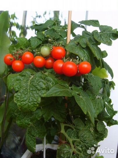 Рассада томатов балконное чудо