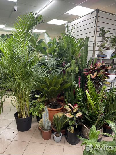 Пальма в наличии 100-180см