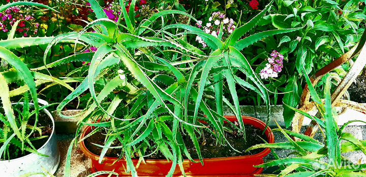 Алоэ Столетник