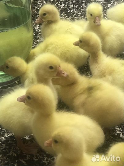 Гусята линда