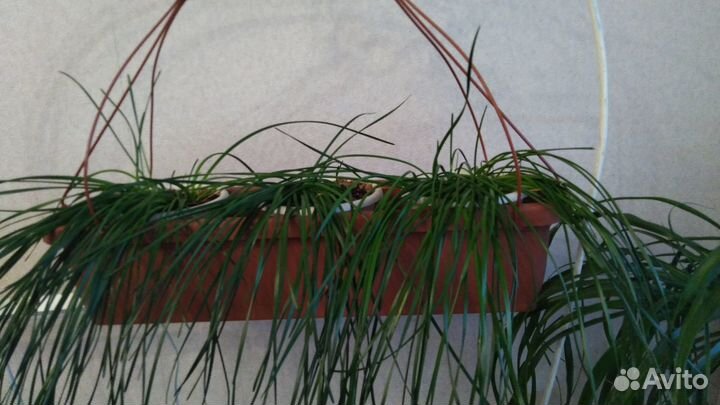 Комнатные цветы