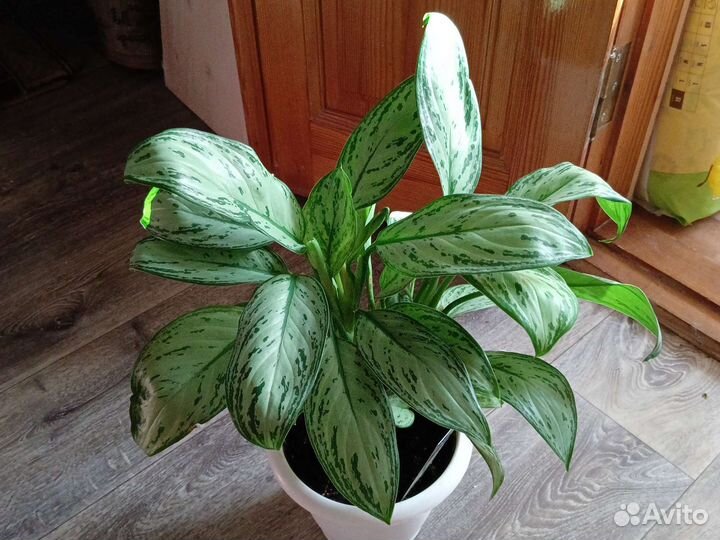 Аглаонемы сортовые