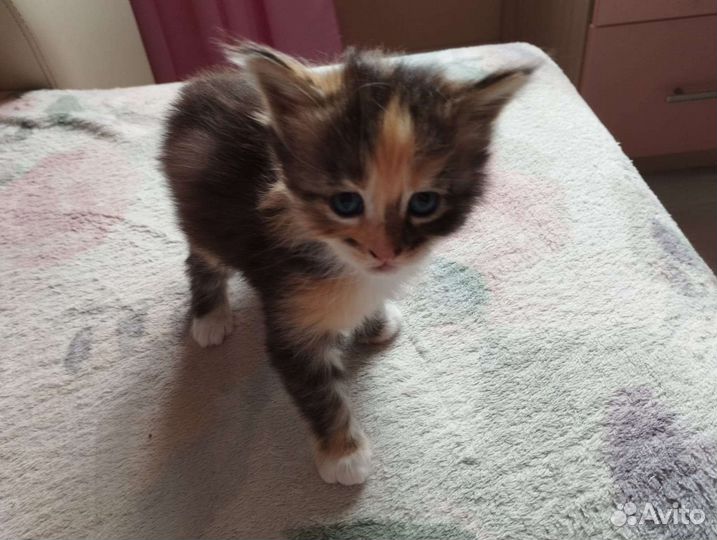 Котята Мейн-кун