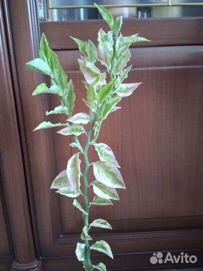 Педилантус