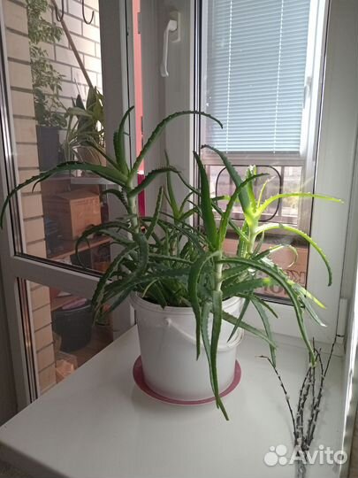 Комнатные цветы алоэ