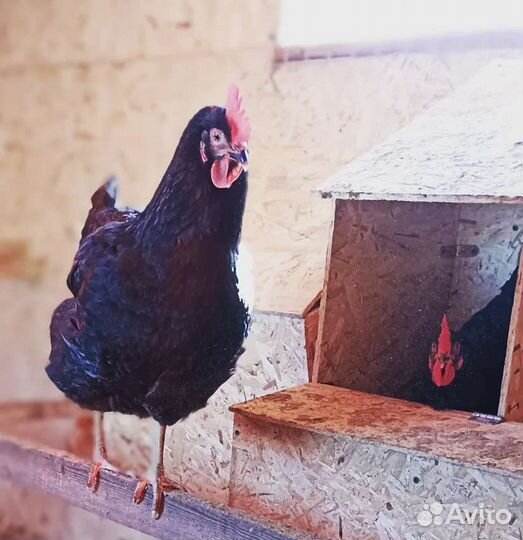 Гнëзда для кур