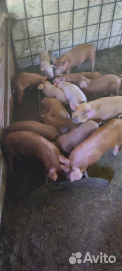 Поросята