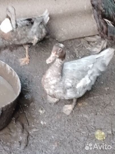 Молодые селезни и индоуточки, яйцо перепелиное на