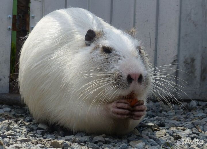 Шкуры нутрии