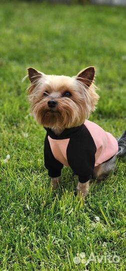 Одежда для собак мелких пород