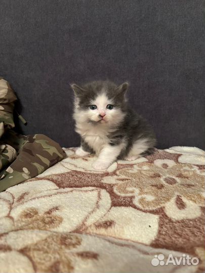 Курильский бобтейл