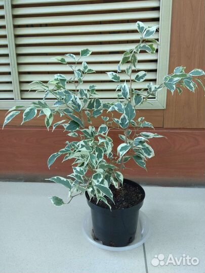 Фикус бенджамина пестролистный