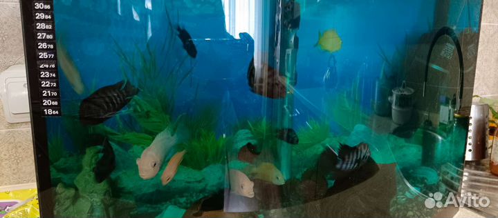 Рыбки цихлиды