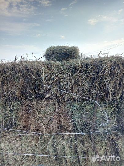 Сено в тюках