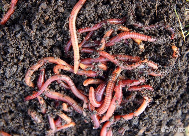 Калифорнийские дождевые черви