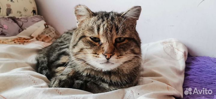 Кот в дар