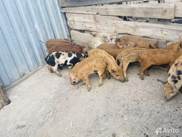 Свинье И поросята