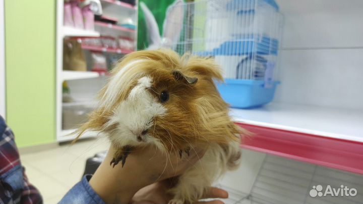 Морские свинки