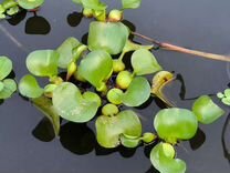 Водные растения для пруда