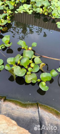 Водные растения для пруда