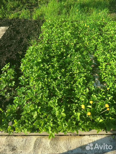 Рассада ремонтантной клубники Елизавета ll