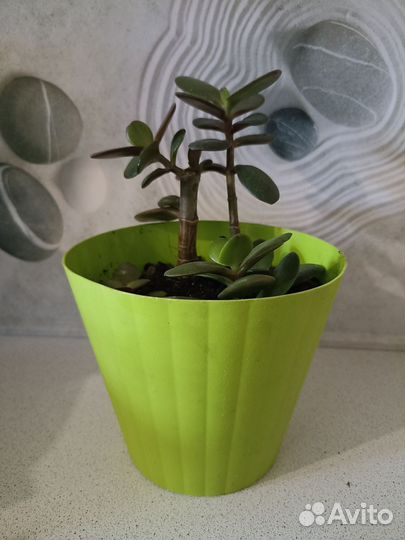 Цветок Толстянка