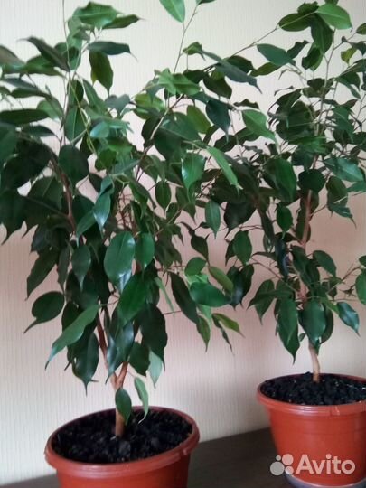 Фикус Бенджамина