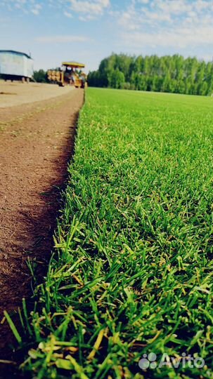 Рулонный газон