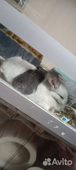 Передержка шиншилл