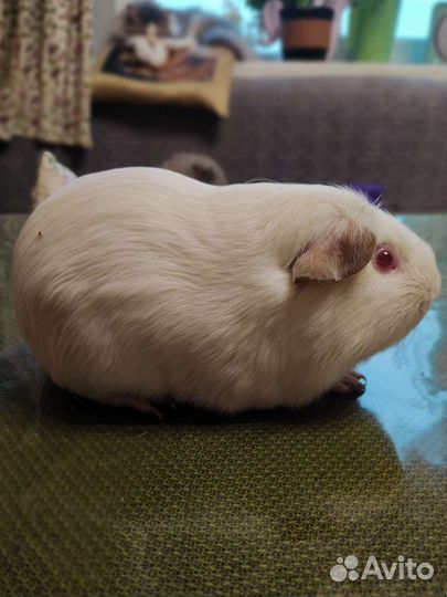 Морские свинки