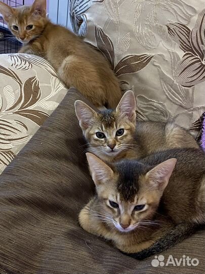 Котята чаузи ф3