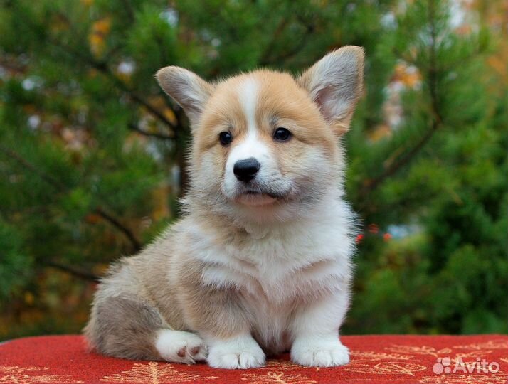 Девочки и мальчики вельш корги пемброк