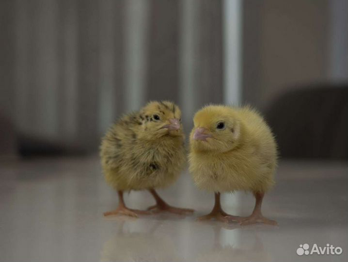 Перепела, суточные цыплята -перепелята
