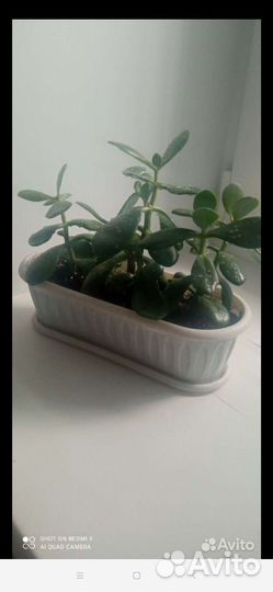 Хлорофитум