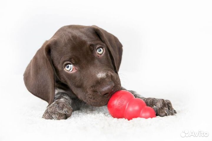 Kong игрушка для собак 