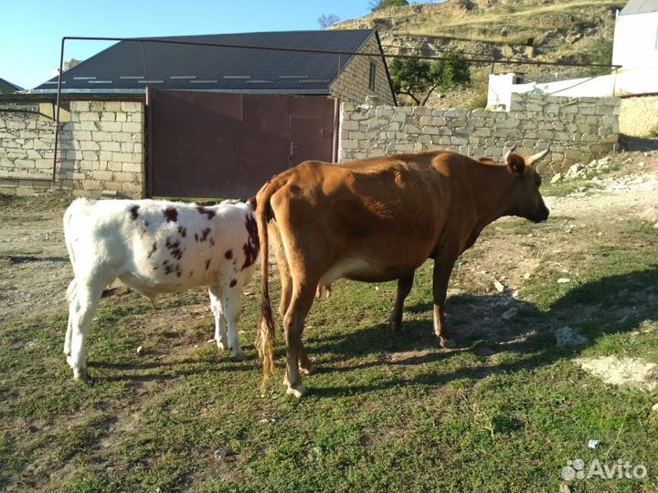 Корова с бычком