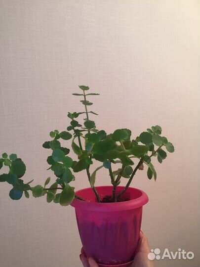 Каланхоэ с горшком в комплекте