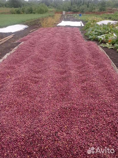 Лук севок кармен