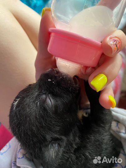 Собаки щенки бесплатно в добрые руки