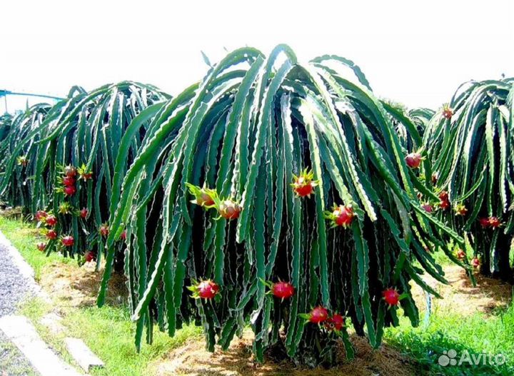 Питахайя. Семена