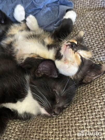 Отдам в добрые руки