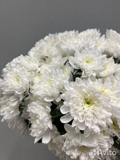 Хризантема кустовая