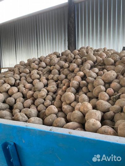 Продам картофель