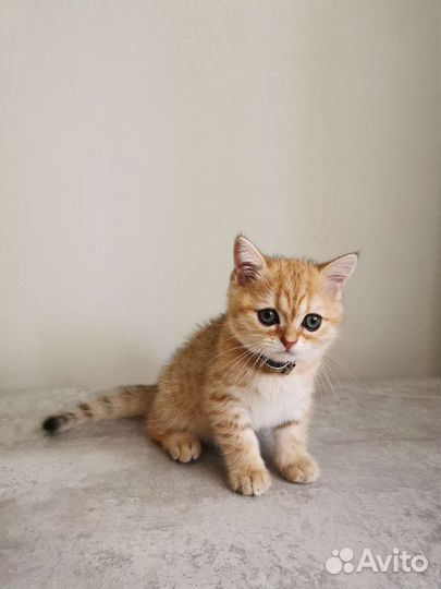 Котенок шотландской породы ny24