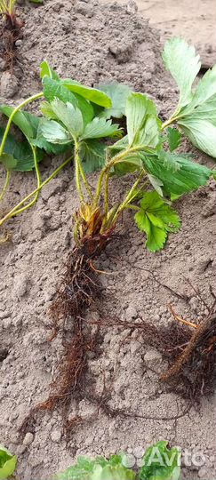 Клубника рассада с зкс в наличии