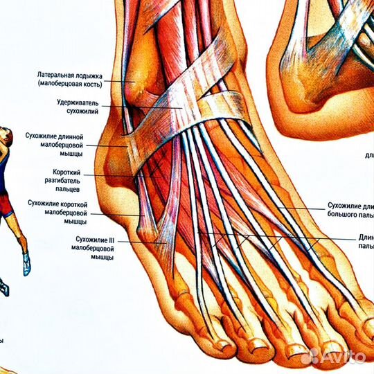 Плакат «Стопы и лодыжки» А1